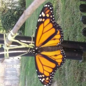 Meet your Posher, Rosee